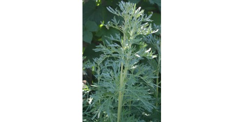 ORGANIC HERB TEA WORMWOOD (Artemisia absinthium)